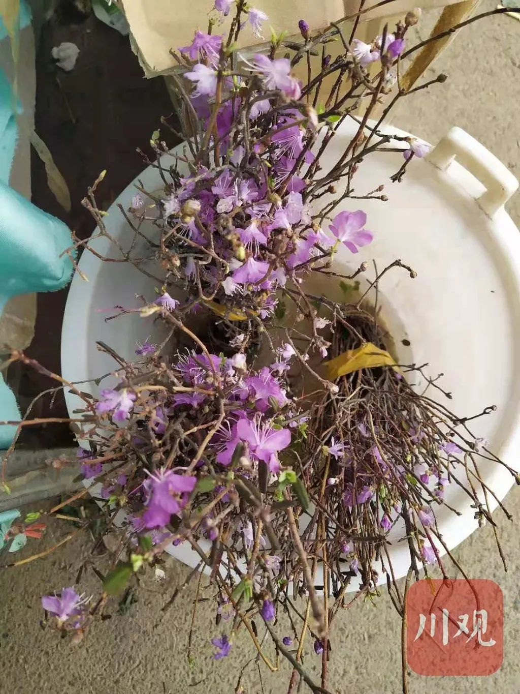 真的别买了 成都花卉市场又开始卖这种花 杜鹃 新浪新闻 真的别买了 成都花卉市场又开始卖这种花 杜鹃 新浪新闻