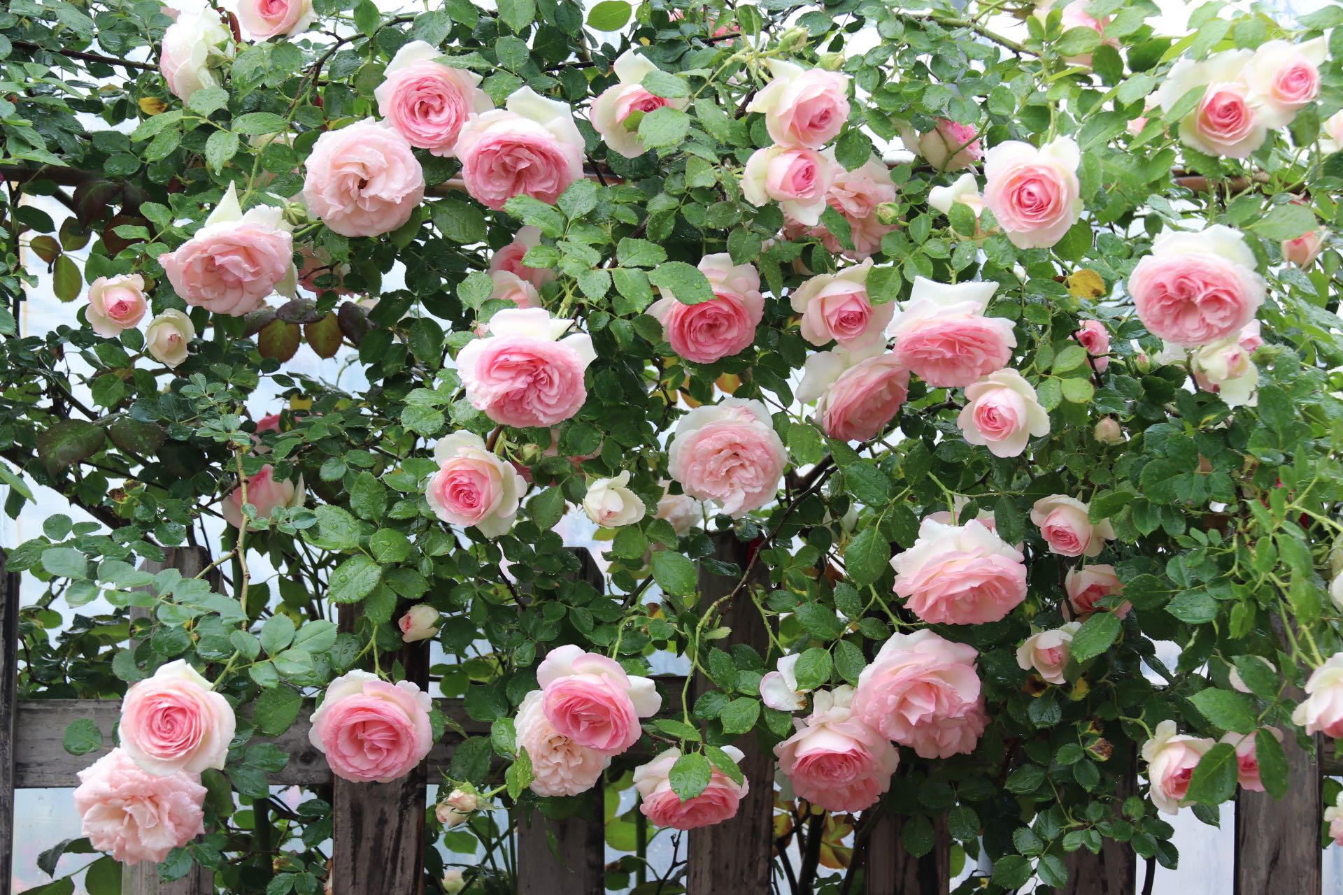 世界最受喜爱的玫瑰花,多次荣获园艺大奖,观赏价值高!