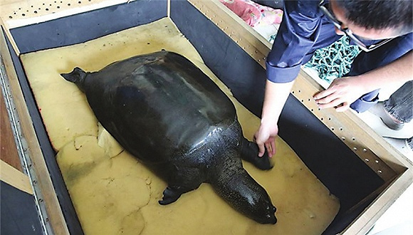 比大熊猫还要濒危的物种：斑鳖，全世界最后一只雌性在越南被发现休闲区蓝鸢梦想 - Www.slyday.coM