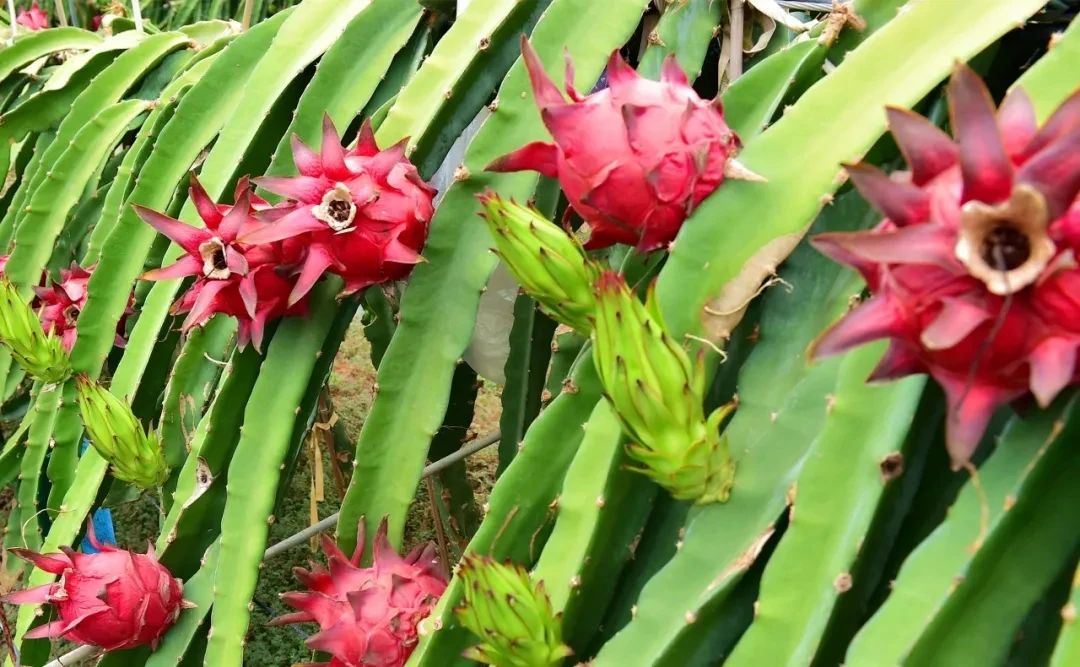 火龙果冬季管理要注意这五点!|果园|果树|火龙果_新浪新闻