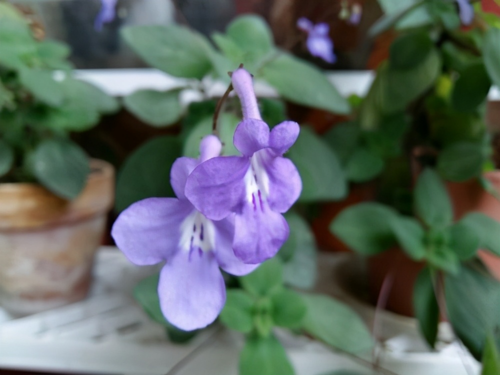 室内养一盆蓝海豚花小白也能养爆盆的花一年四季有花赏