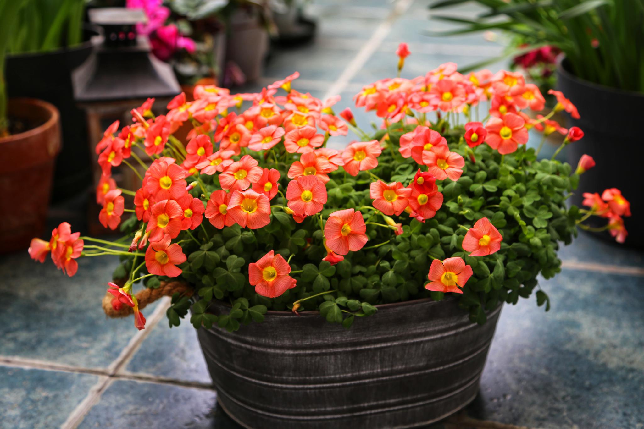 红花酢浆草|盆栽|植物_新浪新闻