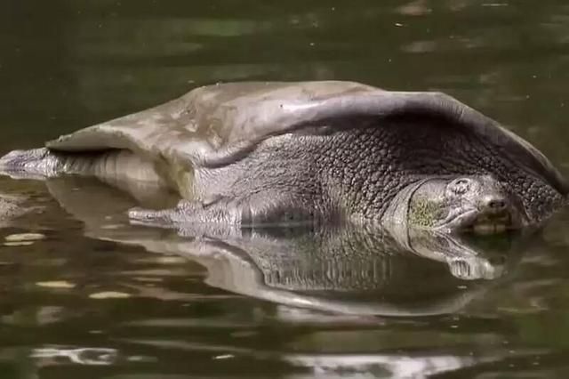 比大熊猫还要濒危的物种：斑鳖，全世界最后一只雌性在越南被发现休闲区蓝鸢梦想 - Www.slyday.coM