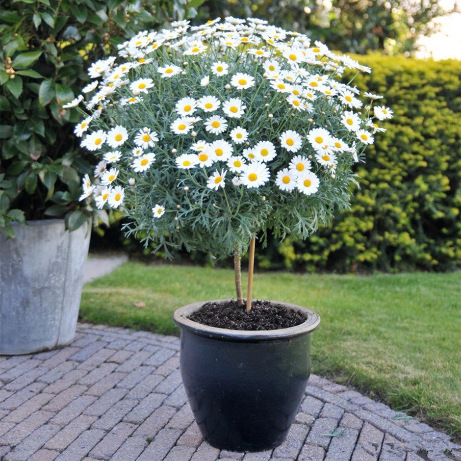 "棒棒糖"盆景树玛格丽特小时候像草,但其实是木本植物,生长速度很快