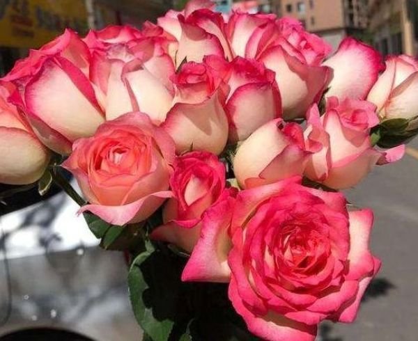 喜欢菊花,不如养盆"高端玫瑰"红羽,似佳人裙摆,优雅高贵