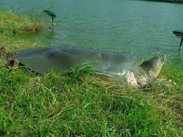 比大熊猫还要濒危的物种：斑鳖，全世界最后一只雌性在越南被发现休闲区蓝鸢梦想 - Www.slyday.coM