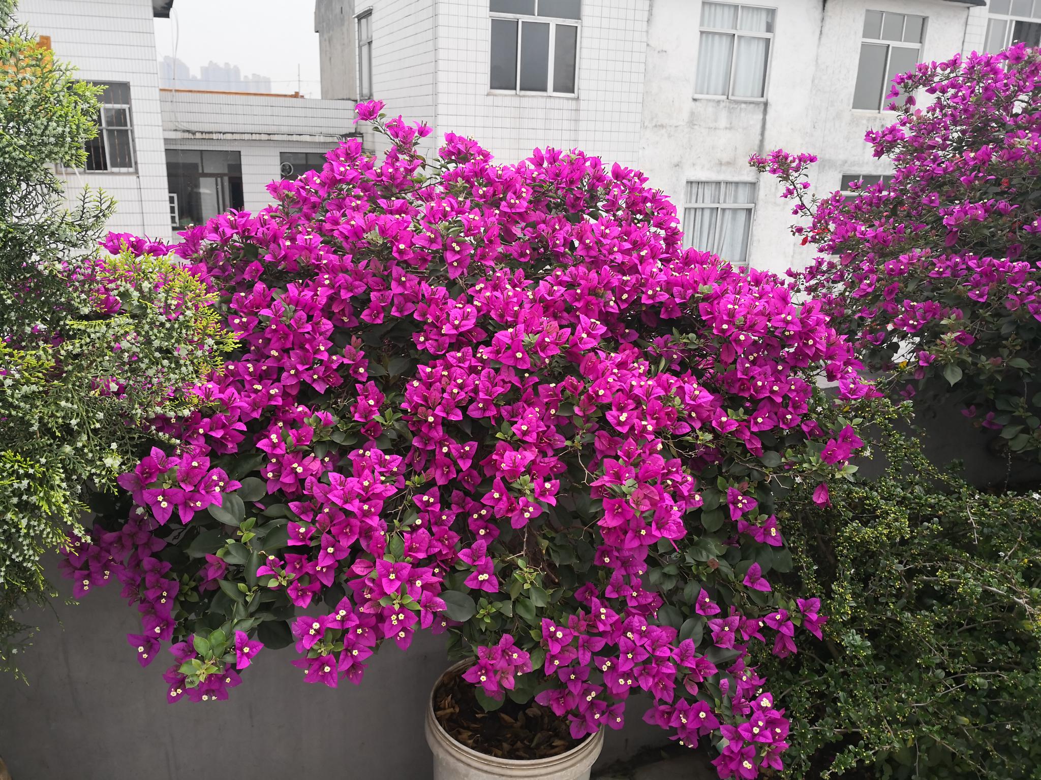 这种花学名为"光叶子花",也叫簕杜鹃,三角梅等,紫茉莉科叶子花属藤状