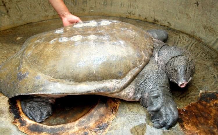 比大熊猫还要濒危的物种：斑鳖，全世界最后一只雌性在越南被发现休闲区蓝鸢梦想 - Www.slyday.coM