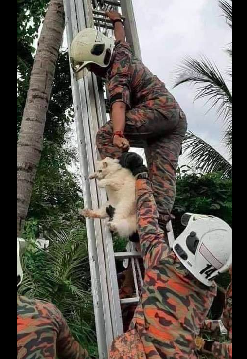 猫咪爬树下不来了,消防队员爬梯子将它抓下来,猫:我不要面子啊
