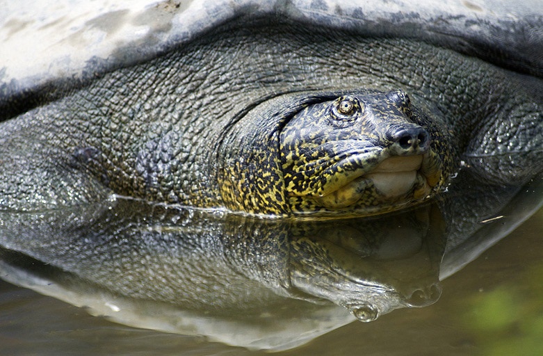 比大熊猫还要濒危的物种：斑鳖，全世界最后一只雌性在越南被发现休闲区蓝鸢梦想 - Www.slyday.coM
