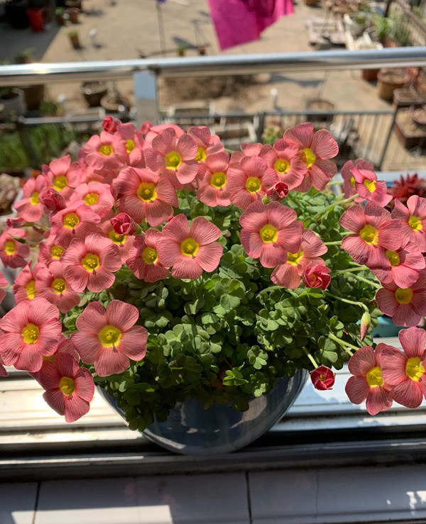 红花酢浆草|盆栽|植物_新浪新闻