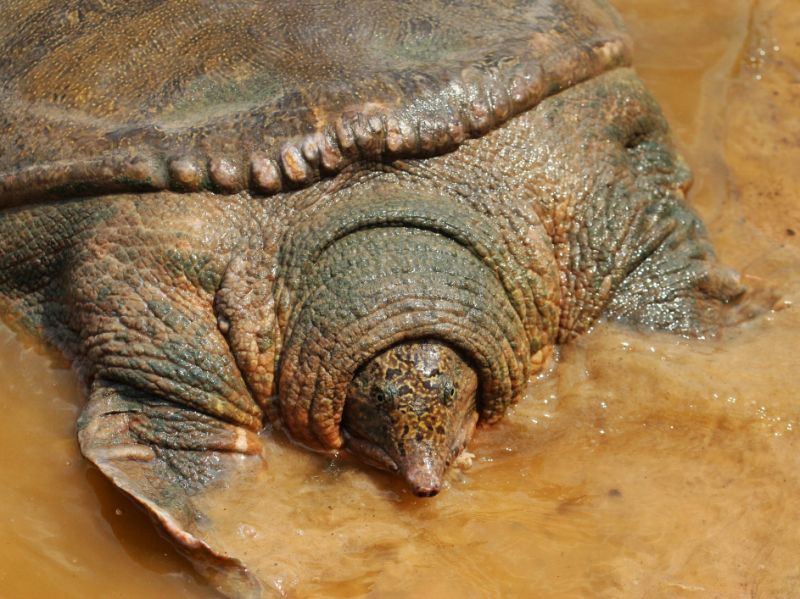 比大熊猫还要濒危的物种：斑鳖，全世界最后一只雌性在越南被发现休闲区蓝鸢梦想 - Www.slyday.coM