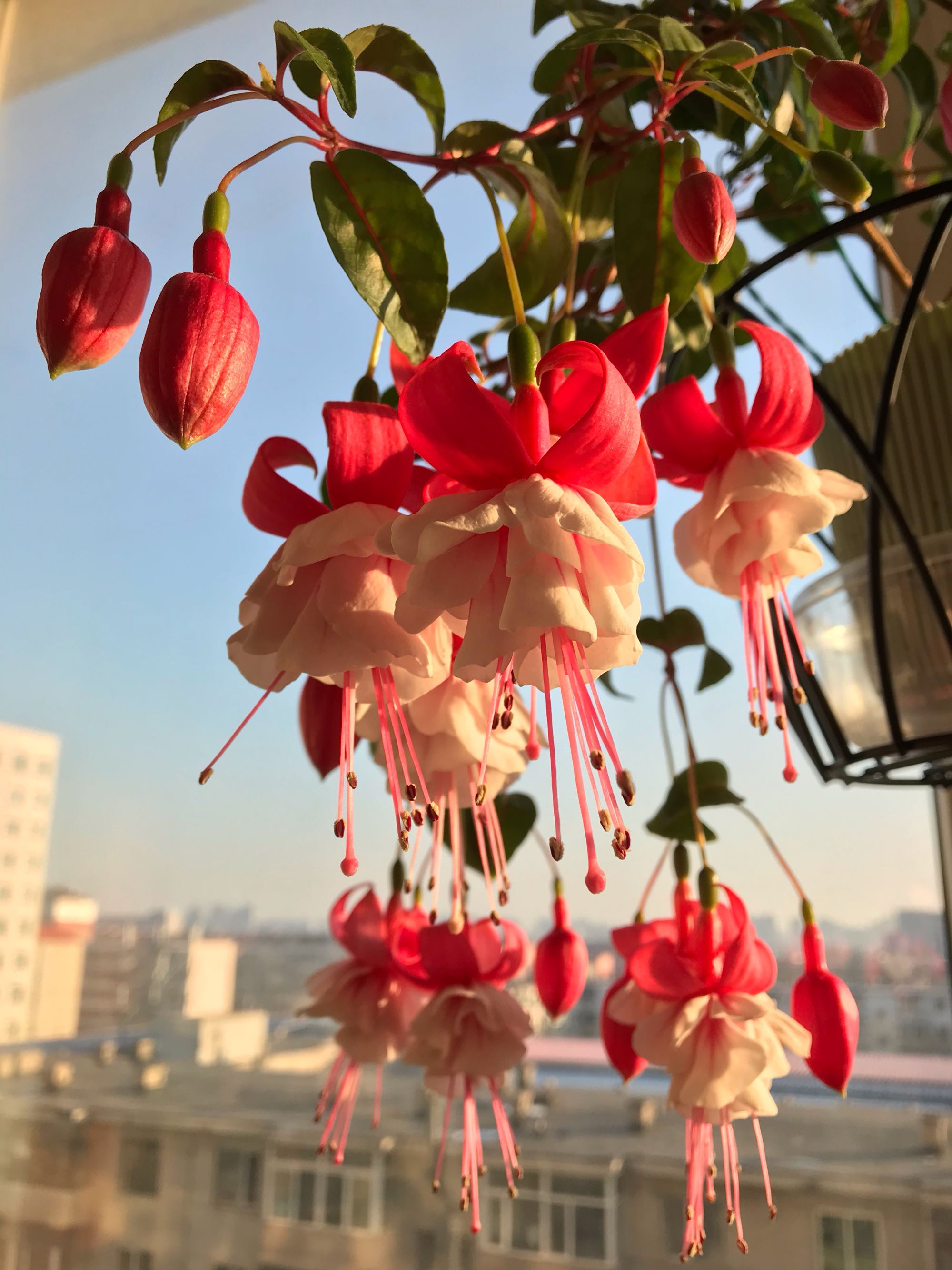 花朵奇特美丽,似红灯笼高挂,多季开花,好养易活!