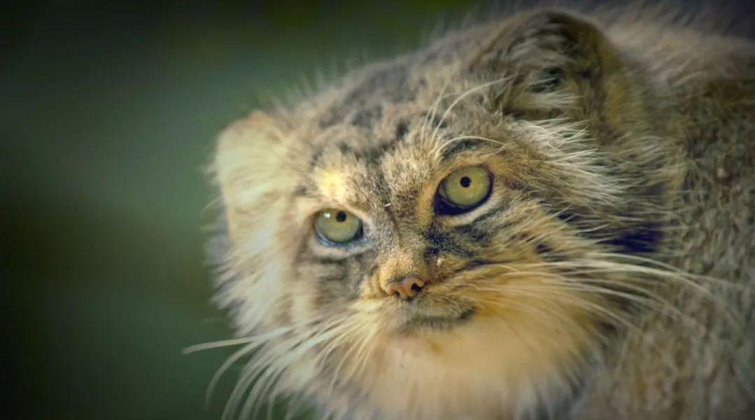 猫科动物 2 之 最奇特的小猫 big cats 2 - the most bizarre small