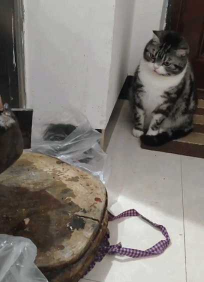 目睹凶案现场猫我当时害怕极了