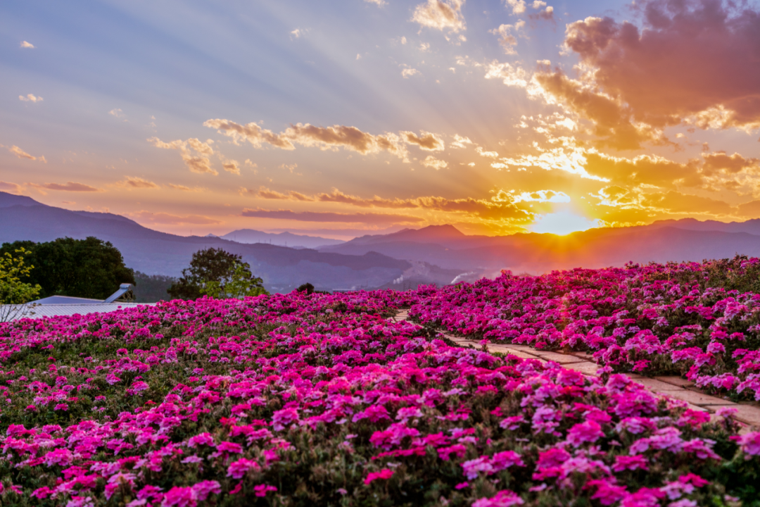 邂逅诗与远方,"米易太阳谷"何以成为避寒避霾的康养度假"新宠"?