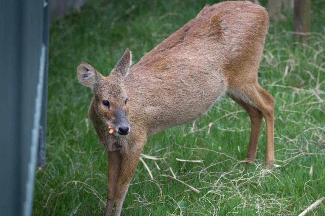 提示在外游玩偶遇獐要怎么办来看与獐的友好相处指南
