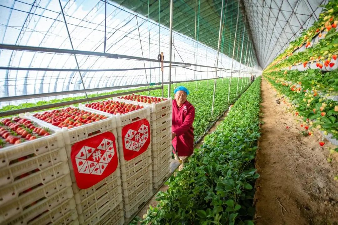 丹东小伙拼多多卖草莓年销1000万元|带动70多户农户收入翻番