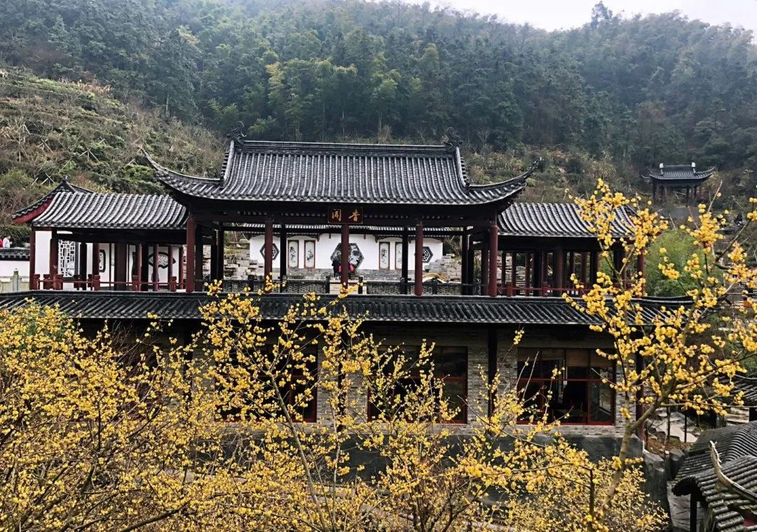 百亩梅岭太阳谷的腊梅已经盛开梅岭太阳谷南昌绝美的赏梅地点吧~大