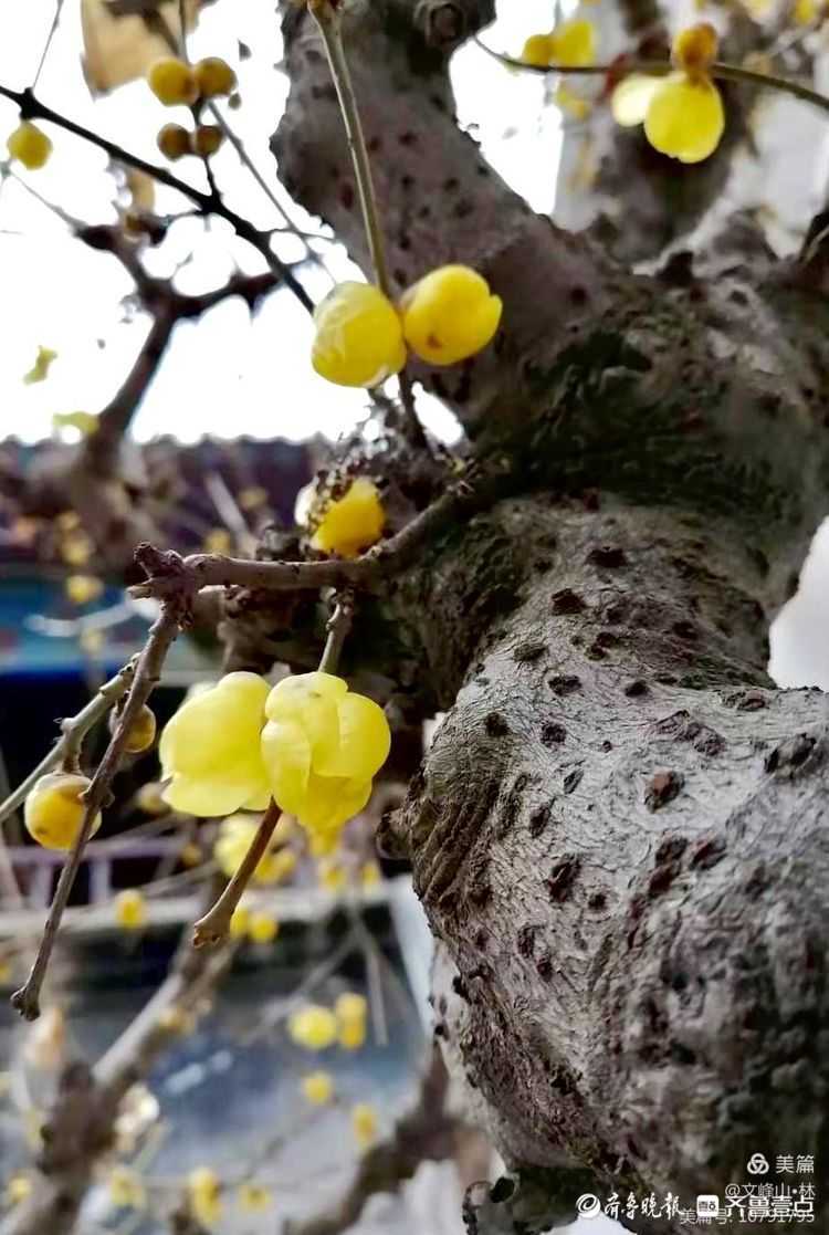 济南趵突泉公园的腊梅正悄然绽放,约吗?