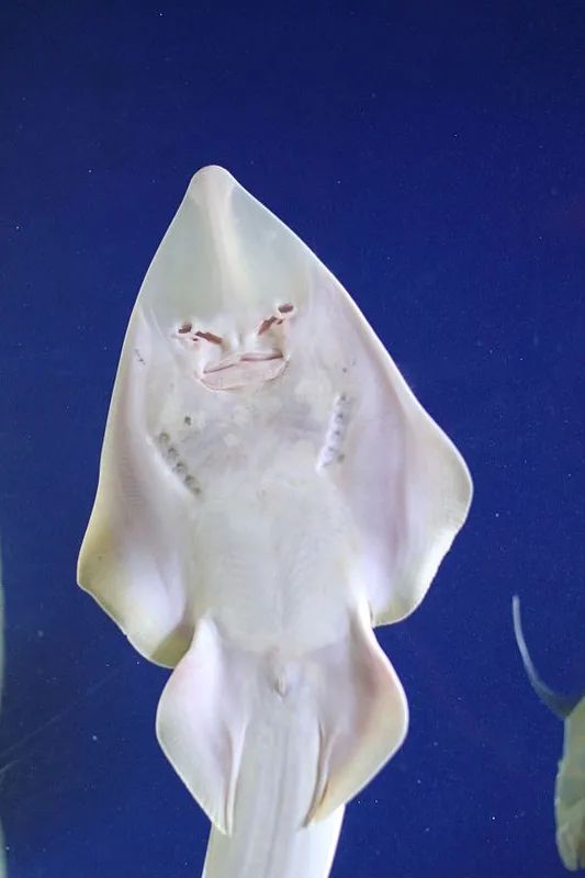 环吻犁头鳐(rhinobatos productus)腹面奇特的"脸".