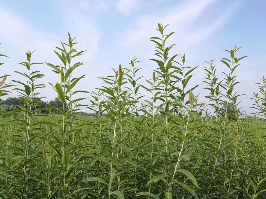 阜南当地人种植的杞柳,长成后可以用来做柳编.