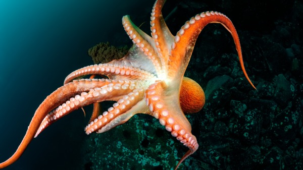 章鱼的智商到底有多高章鱼可以统治世界吗