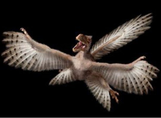 向鸟类演化的关键性阶段,而且它们也是目前已知的唯一一种会飞的恐龙