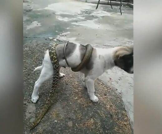 狗狗被蛇缠身,吓得不敢动弹,主人淡定拍照!