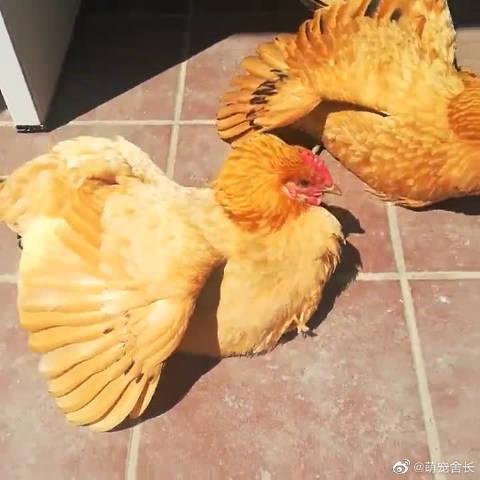 俩鸡晒太阳默契的同步率,这颜色烤的刚刚好啊不晒