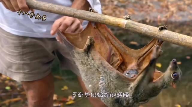 鼯猴就是蝙蝠猴吗?