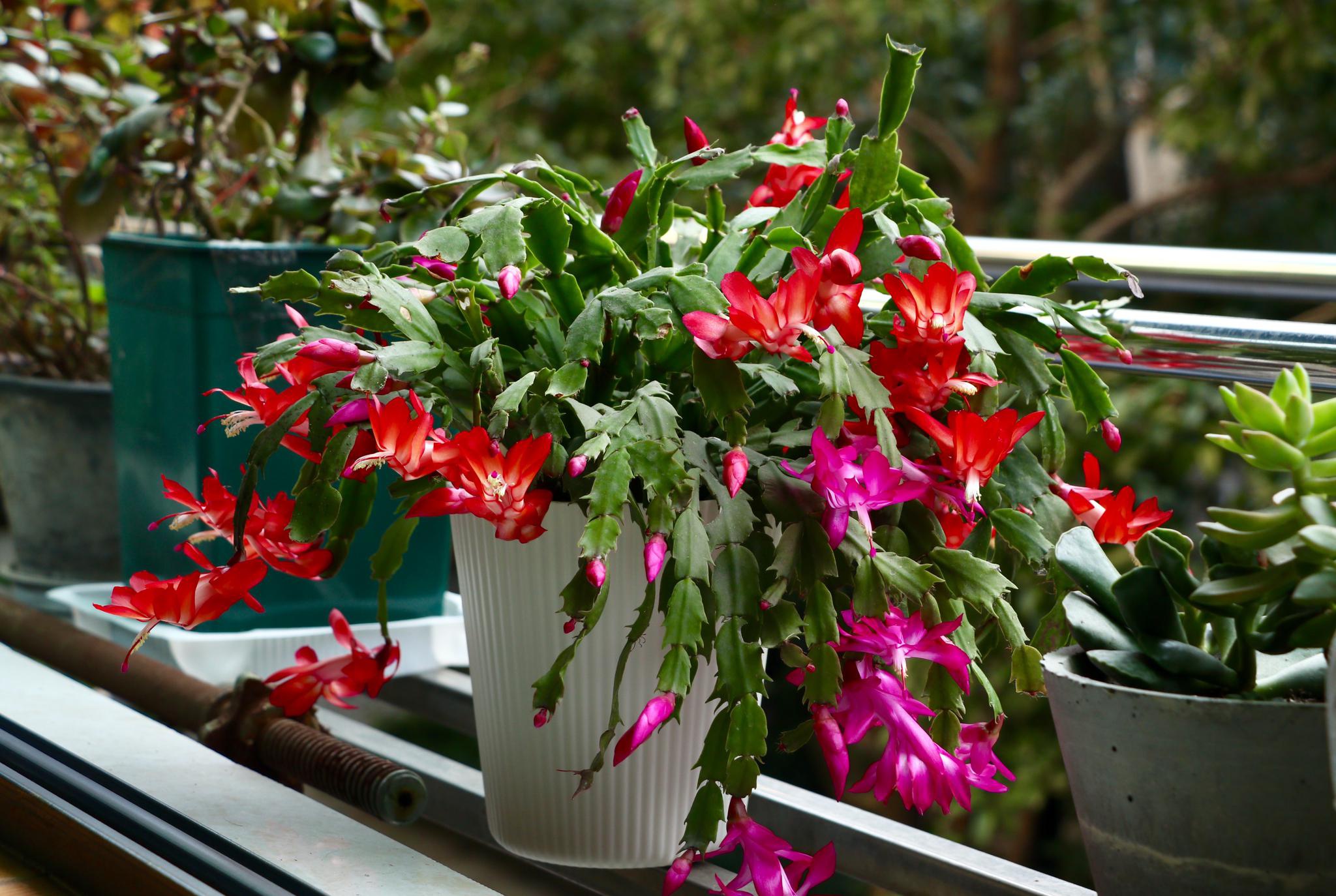 圣诞仙人掌,冬季最美的室内植物,花期超长,种植简单!