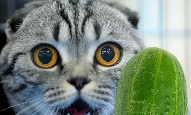 喵百科大揭秘猫咪跟黄瓜究竟有什么深仇大恨