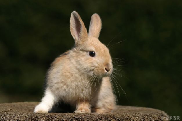 属兔人注意了2021年你的靠山来了来看看你的贵人是谁