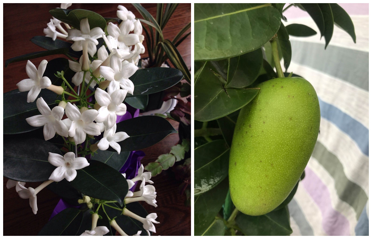 肥大,油亮有光泽,四季常绿,本身是优秀观叶植物,花朵风车状,洁白美丽