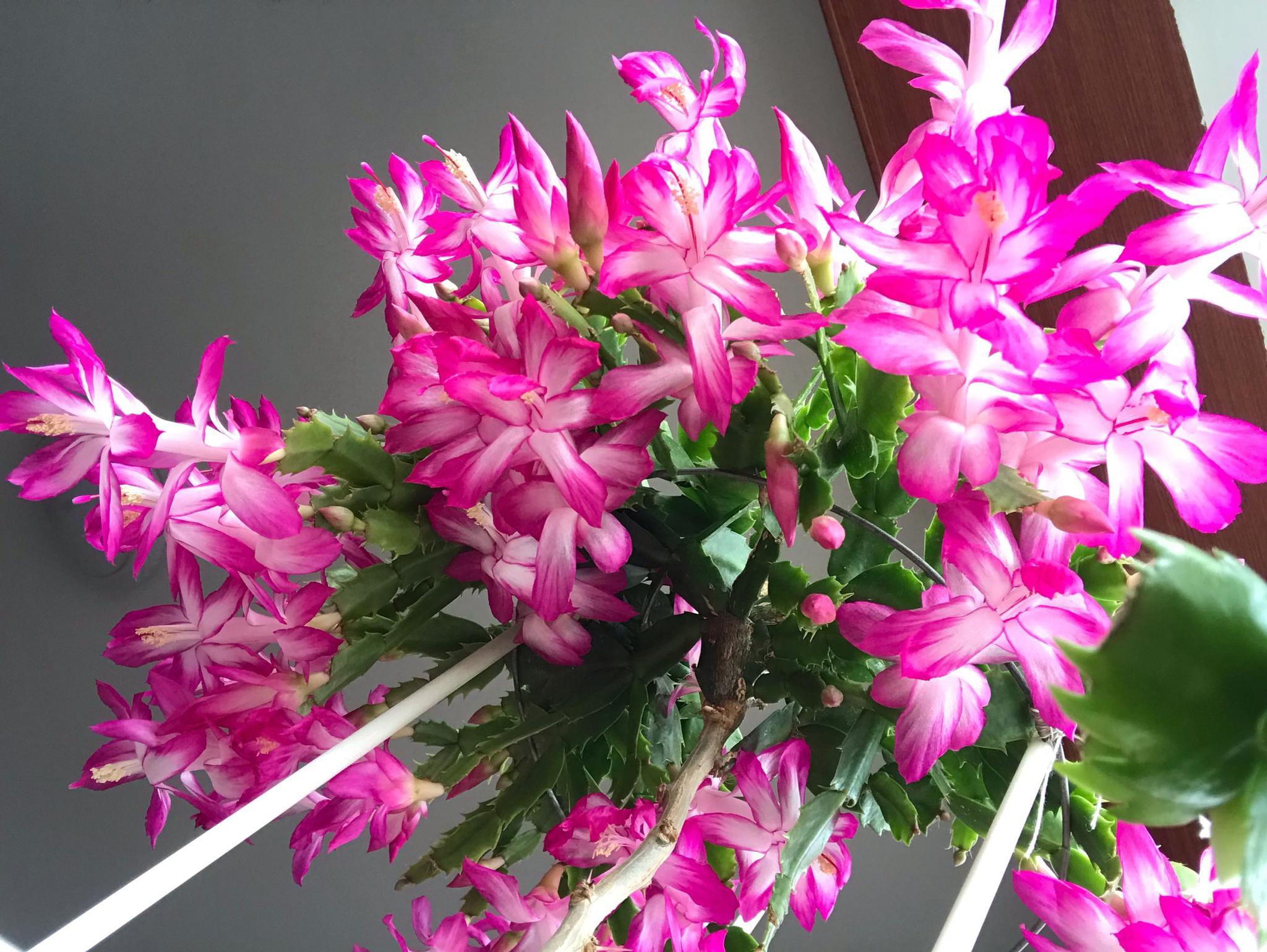 冬季最美室内花卉漂亮又喜庆开花几个月种植容易