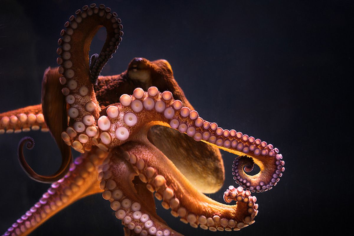 章鱼的智商到底有多高章鱼可以统治世界吗