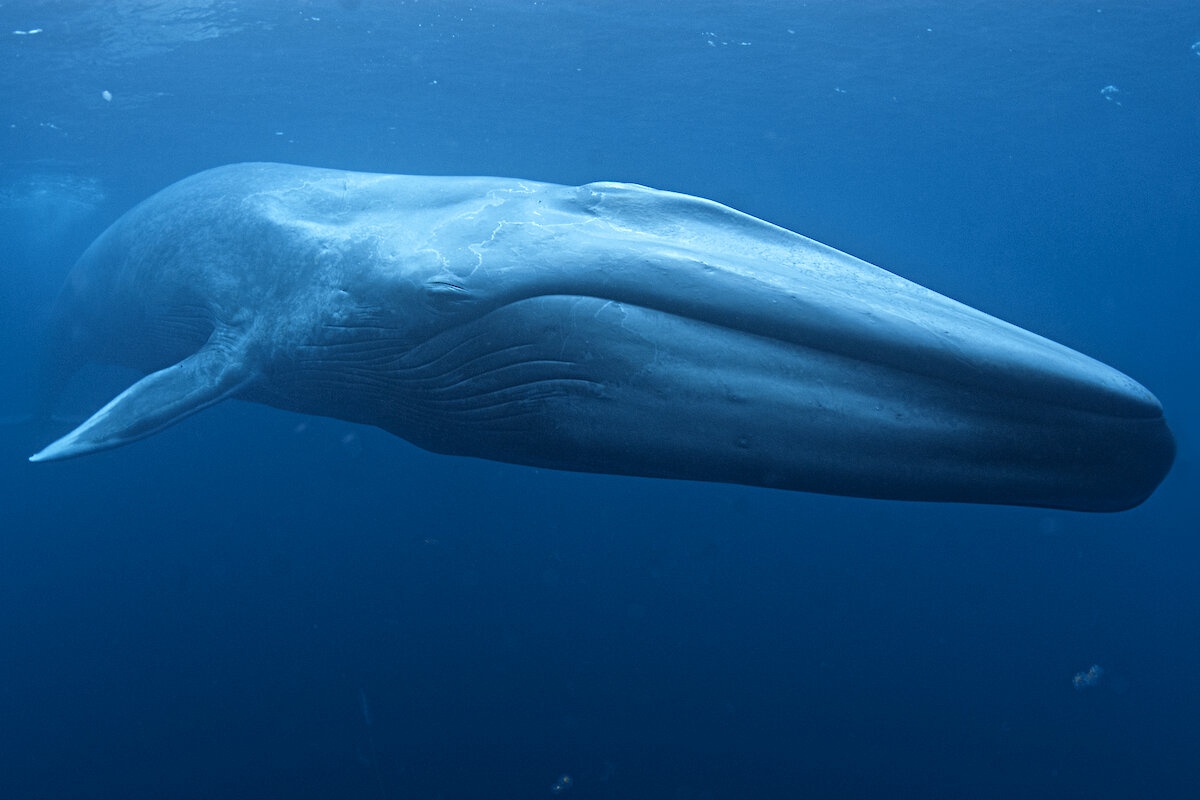 超美蓝鲸照片图片