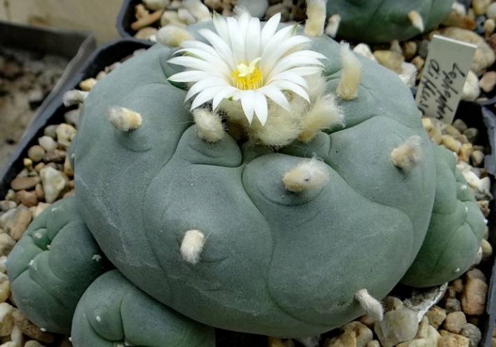 翠冠玉喜空气湿润的环境,栽培中应给予较高的空气湿