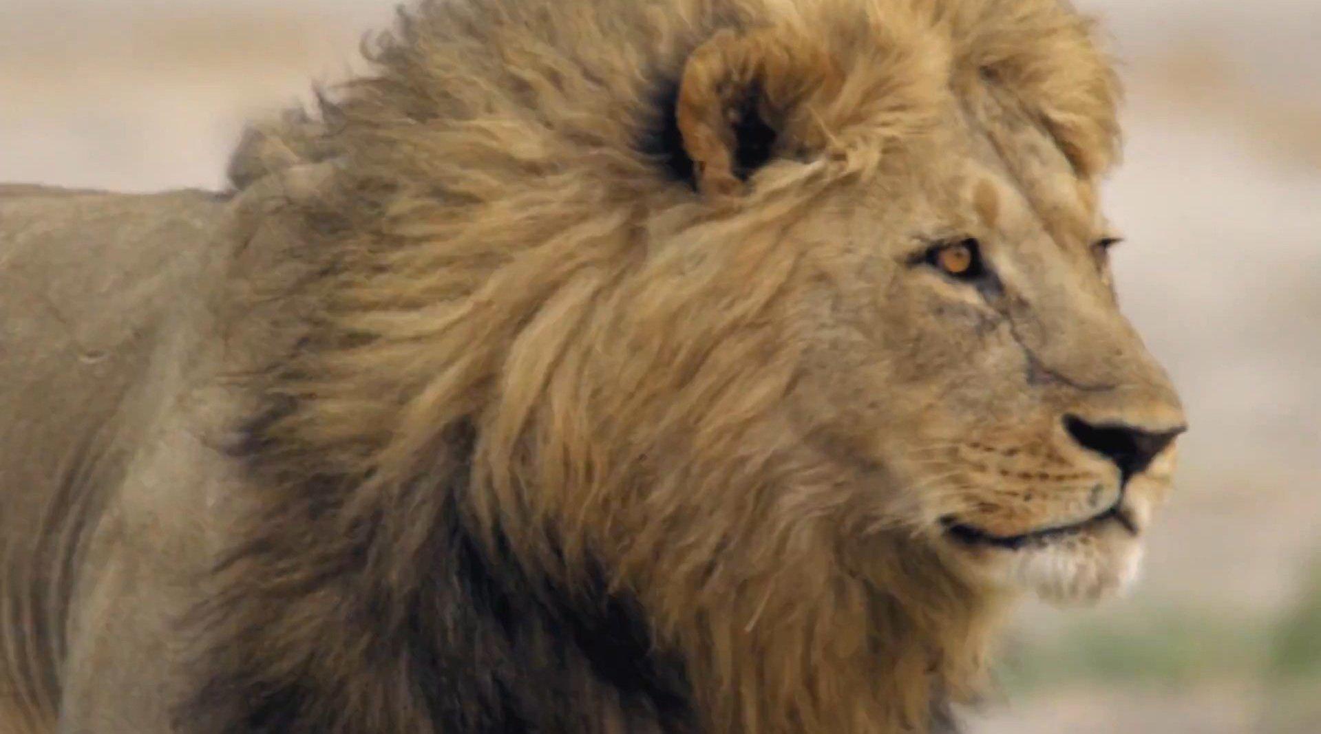 狮王无情 the merciless king