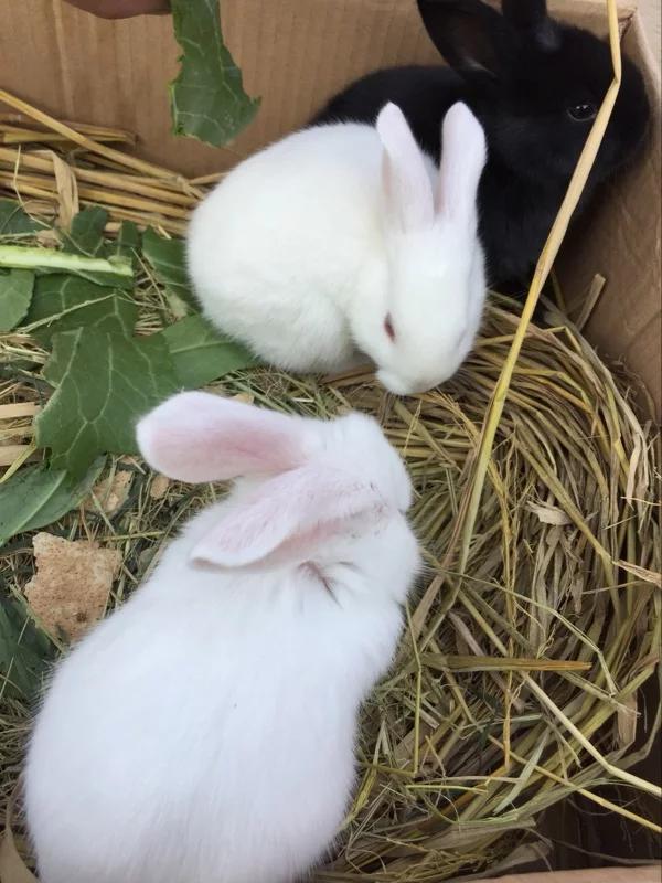 时来运转事事顺利,尤其是1963年的兔子|财富|属兔|一生_新浪新闻