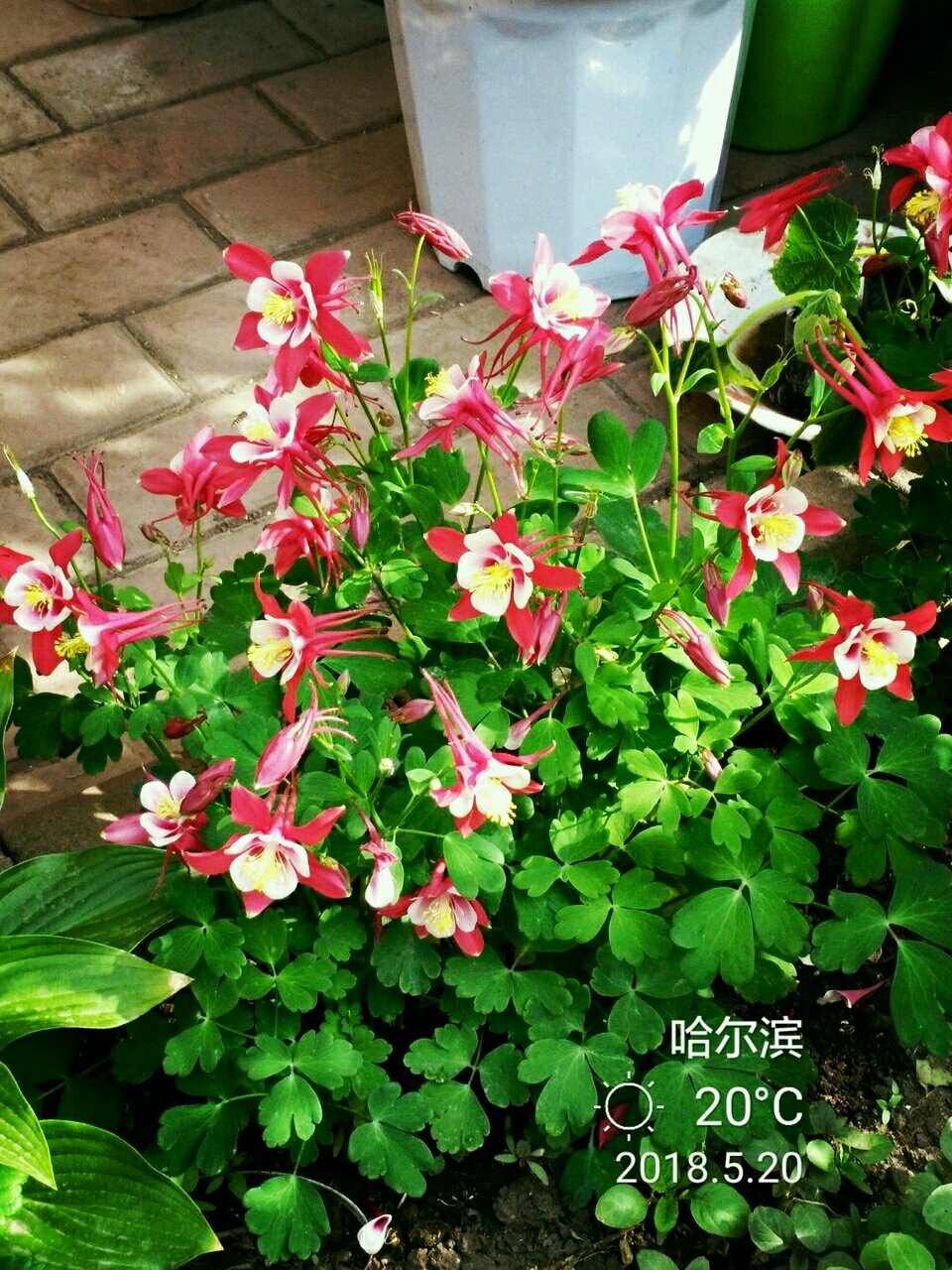 最耐寒的观赏花卉东北也能养观赏价值高栽培容易