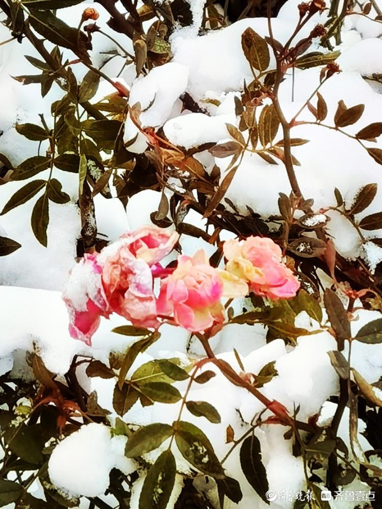 冬蔷薇图片图片