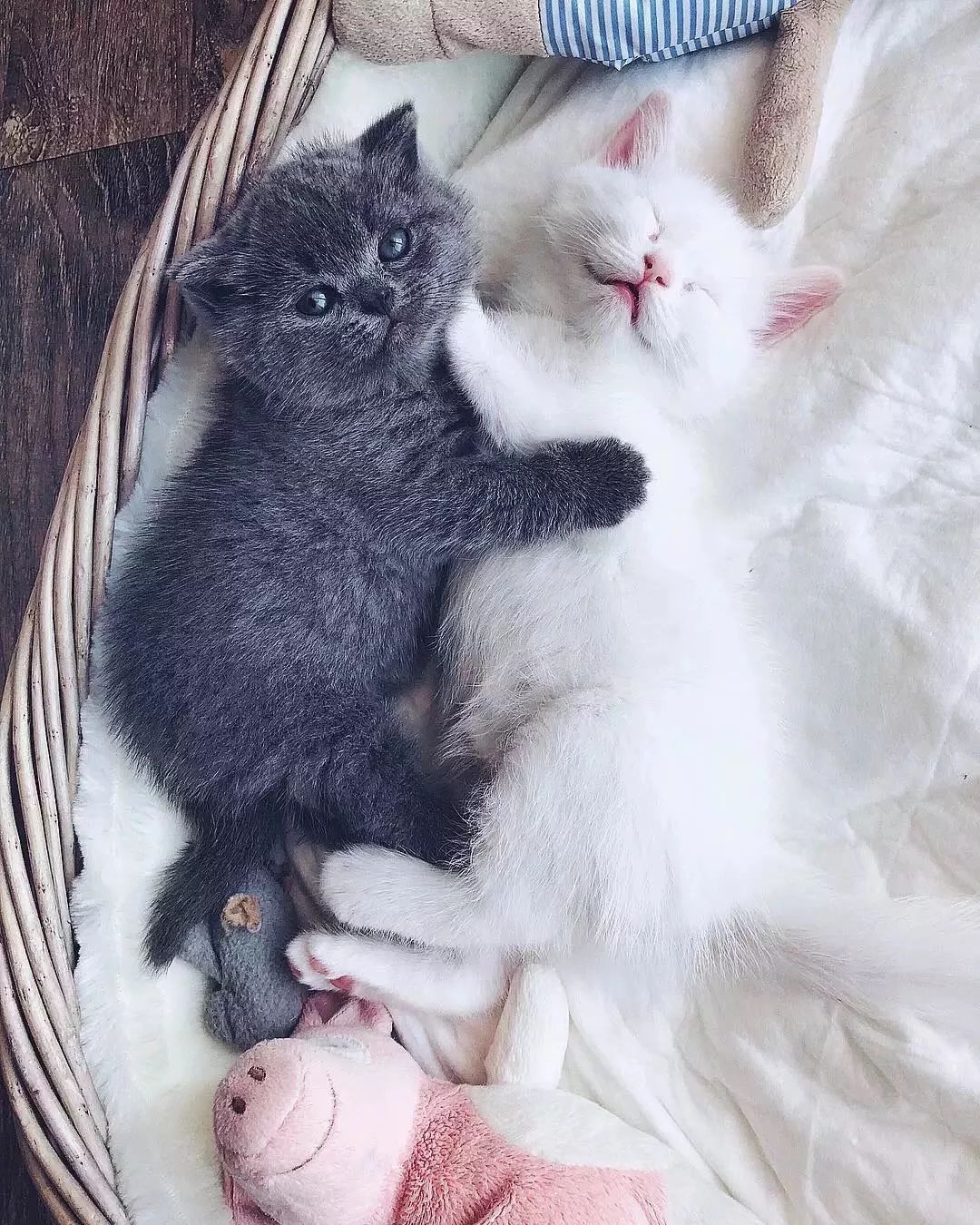 一只白猫生下三只小猫,它们在一起的画面好暖