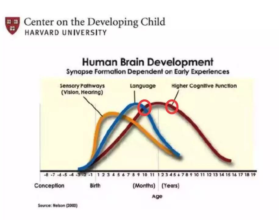 ▲ 红色曲线代表孩子的“认知能力”
