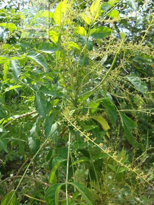 老鸦胆见过吗能治瘊子鸡眼