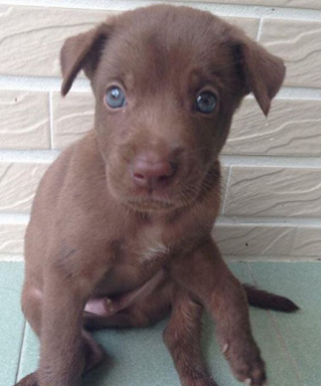 领养了只咖啡色蓝眼狗狗几个月后它居然长这样没眼看
