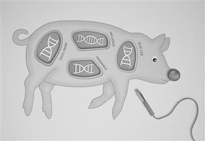 美国基因编辑猪获批上市 对肉类过敏人群可放心安全食用