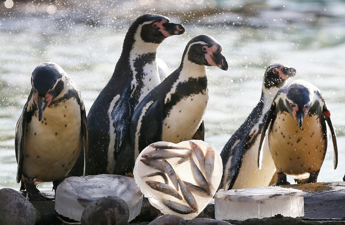 有爱!伦敦水族馆为企鹅播圣诞电影