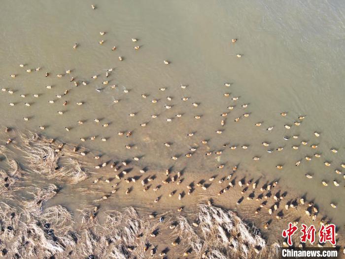 鸟类在浅滩栖息寻找食物 苍雁 摄